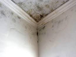 Best Forensic Mold Investigation  in El Paso, IL