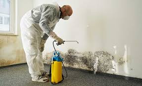 Best Environmental Consulting for Mold Prevention  in El Paso, IL