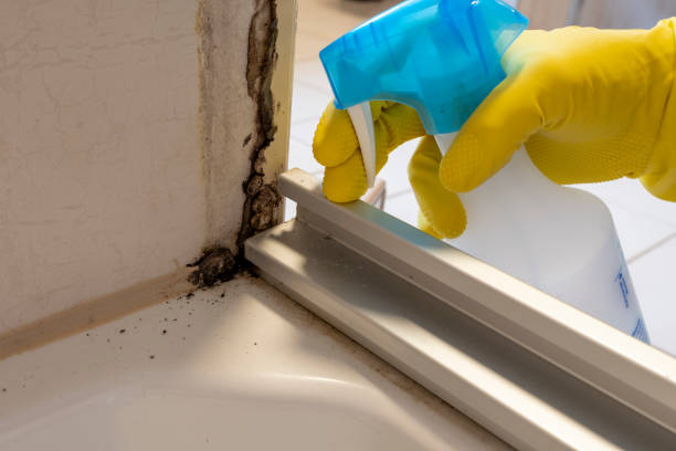 Best Industrial Mold Remediation  in El Paso, IL